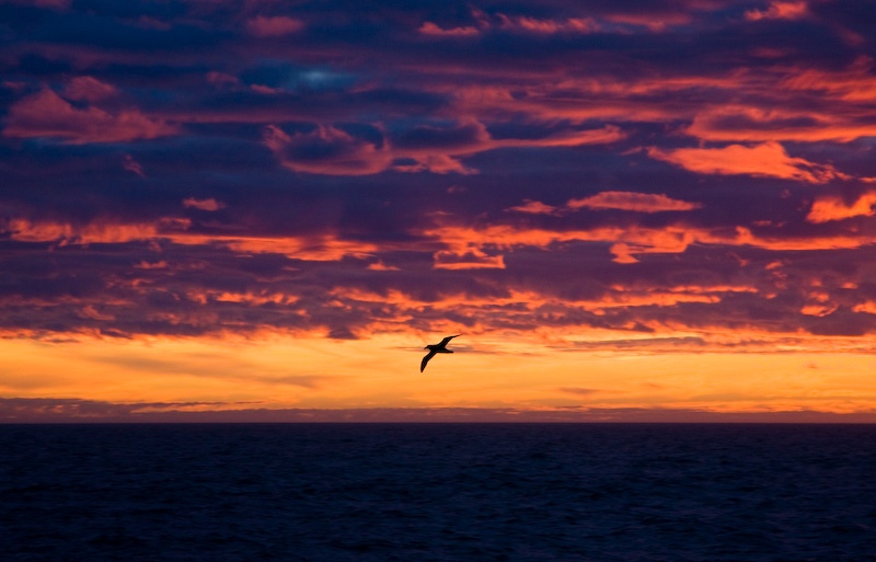 Southern Giant Petrel Silhouetted Against Sunset